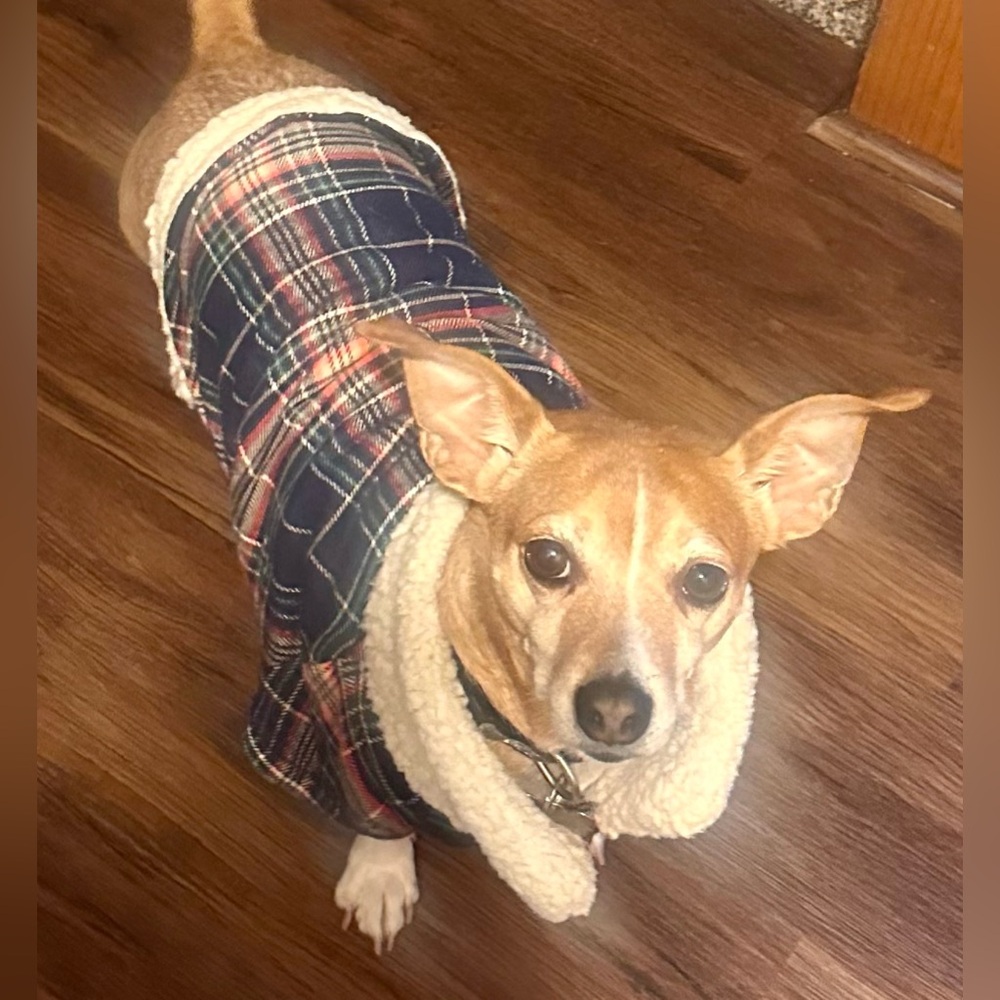 NWT Flannel Dog Shirt - Offleash By Aerie - Medium